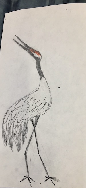 Pencil drawing of Japanese crane with head and beak extended upward